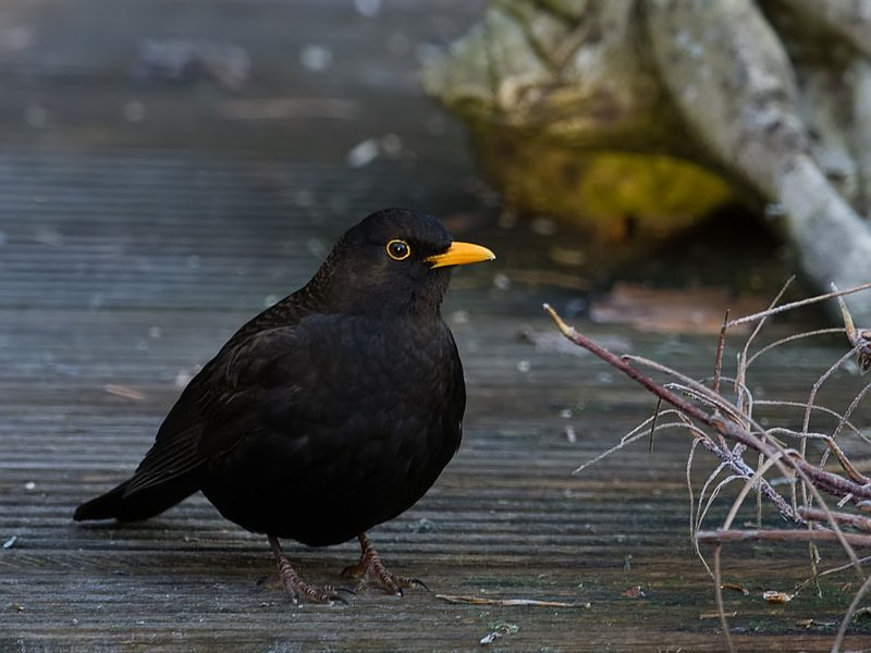 Turdus merula Blackbird Merel